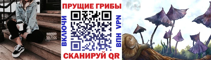 Псилоцибиновые грибы Psilocybe  наркотики  Аткарск 